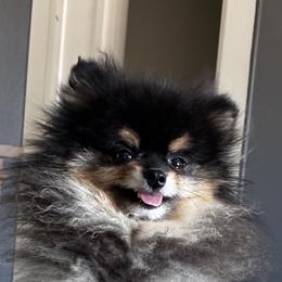 Beefcake - Pomeranian
