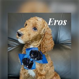Eros - Red  Poodle puppy in Oceanside, New York from Anastasia STANDARD Poodles three four seven seven five four two three four five