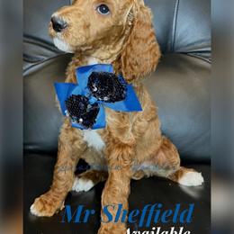 Eros - Red  Poodle puppy in Oceanside, New York from Anastasia STANDARD Poodles three four seven seven five four two three four five