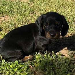 Boy 2 - Black and tan male Dachshund puppy in Buckeye, Arizona from Ryder's Roundup