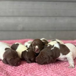 Brew - Liver roan male German Shorthaired Pointer puppy in Axton, Virginia from Red Clay Kennels