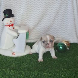 Mya - White and fawn female French Bulldog puppy in Cañon City, Colorado from Terri Geiser-Gilchrist