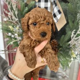 Pink Girl - Red  female Goldendoodle puppy in Alamance County, North Carolina from Doodle Squad Puppies