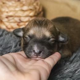 Cedar (Fluffy) - Sable and white male American Corgi puppy in Fayetteville, Arkansas from Intergalactic Corgis