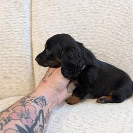 Wacey - Black and tan female Dachshund puppy in Barnard, Missouri from KB Doxies