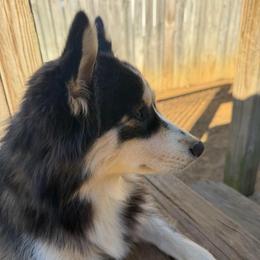 Silia - Pomsky