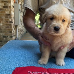 Boy 1 - Golden Retriever puppy in Shepherd, Texas from Wahkeen Golden Retrievers