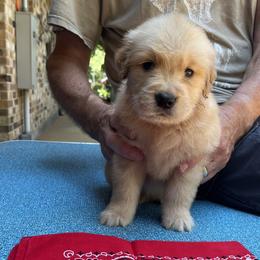 Boy 1 - Golden Retriever puppy in Shepherd, Texas from Wahkeen Golden Retrievers