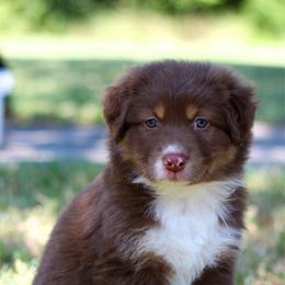 Corral - Black tri-color female Australian Shepherd puppy in Stephenville, Texas from AW Standard Aussies