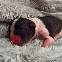 Girl 1 - Black and white female Companion Cross puppy in Brownsboro, Texas from Hardin Aussie Co.
