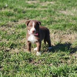 Girl 5 Pink Collar - White and red female Border Collie puppy in Shelbyville, Tennessee from C Horns Ranch Border Collies