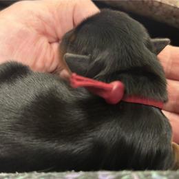 Maroon Collar - Black and tan female Yorkshire Terrier puppy in Belfair, Washington from Devoted Doxies, Lorraine’s Yorkies