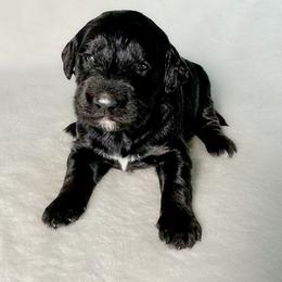 Clyde - Black male Goldendoodle puppy in Osage City, Kansas from Golden Ridge Goldens