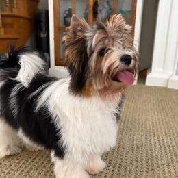 Girl 1 - Black tan and white Biewer Terrier puppy in Philipsburg, Pennsylvania from Happy Valley Biewer Terriers
