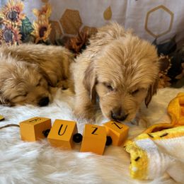 Golden Retriever Puppies from Whickering Pines Golden Retrievers