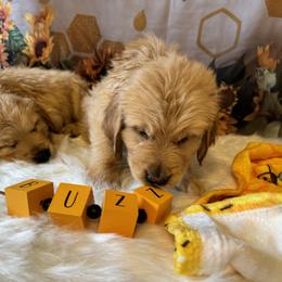 Golden Retriever Puppies from Whickering Pines Golden Retrievers