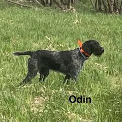Odin - German Wirehaired Pointer