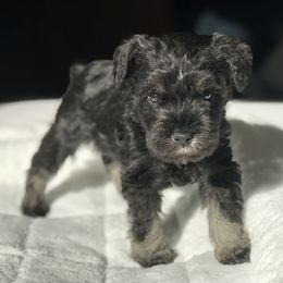 Miniature Schnauzer Puppies from Divine Miniature Schnauzers