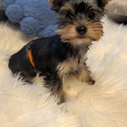 Mia - Black and gold female Yorkshire Terrier puppy in East Alton, Illinois from Yorkies of the Shire