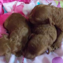 Poodle Puppies from Lowry Toy Poodles