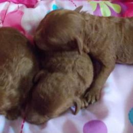 Poodle Puppies from Lowry Toy Poodles