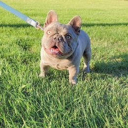 Paris - French Bulldog
