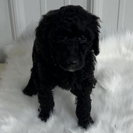 Yellow - sale pending - Black female Poodle puppy in Hamilton, Ohio from Grandview Farm
