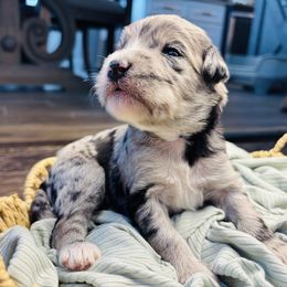 Cookies and Cream - Blue merle male Aussiedoodle puppy in Fate, Texas from Dandy Lane Poodles & Doodles
