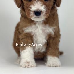 Vicki-Petite - Red  female Goldendoodle puppy in Milford, Indiana from Railway Acres Kennel