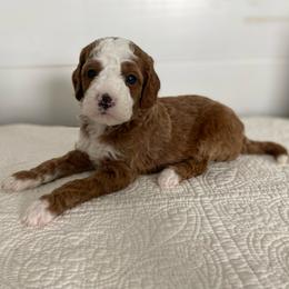 Tucker - Red  male Goldendoodle puppy in Stanford, Kentucky from Holloway Goldendoodles