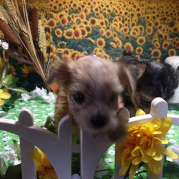 Yorkshire Terrier Puppies from Kristy Jamroz's Yorkshire Terriers