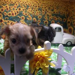 Yorkshire Terrier Puppies from Kristy Jamroz's Yorkshire Terriers