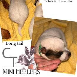 Boy 2 - Red speckled male Australian Cattle Dog puppy in Chelsea, Oklahoma from CT Mini Heelers