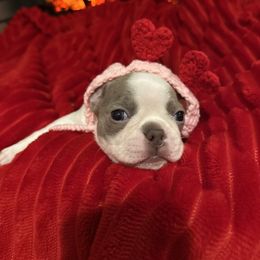 Boston Terrier Puppies from Designers Boston Terriers