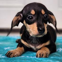 Baguette - Black and tan female Dachshund puppy in Mount Sherman, Kentucky from Kaleidoscope Dachshunds and Whippets