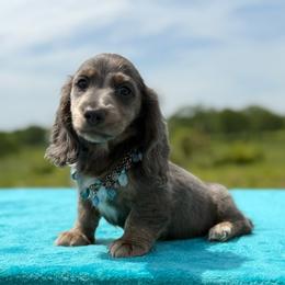 Moose - Blue and tan male Dachshund puppy in Lincoln, Arkansas from Red Dirt Dachshunds