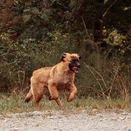 Great Pyrenees and Leonberger Puppies from Easter Acres