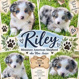 Riley - Blue merle male Miniature American Shepherd puppy in Covington County, Alabama from Sweetbay Aussies/ Miniature American Shepherds