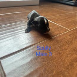 3 - Black and white male Staffordshire Bull Terrier puppy in Longview, Texas from PWH Farms