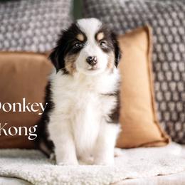 DONKEY KONG - Black tri male Miniature American Shepherd puppy in Puyallup, Washington from FERGI’S GEMINI MAS