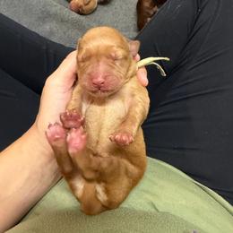 Hazel Aqua Collar - Yellow female Labrador Retriever puppy in Elloree, South Carolina from Moonlight Kennels LLC