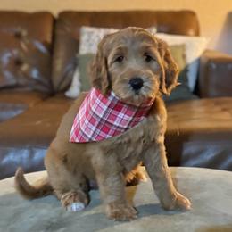 Candy Cane (Red Collar) - Red  female Goldendoodle puppy in Bay City, Texas from Charming Doods