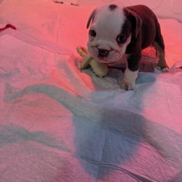 Bulldog Puppies from Royal Fade Bulldogs