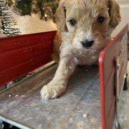 Cavalier King Charles Spaniel and Cavapoo Puppies from K’s Cavys