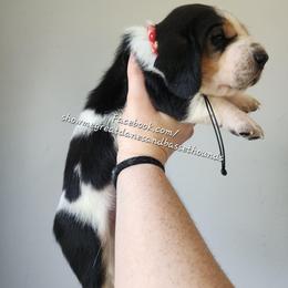 Red collar - Black white and brown female Basset Hound puppy in Alton, Illinois from Show Me Great Danes and Basset Hounds