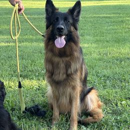Uma - German Shepherd