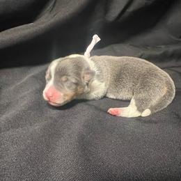 Girl 3 - Blue female Pembroke Welsh Corgi puppy in Ocala, Florida from Dolan Farms Corgis