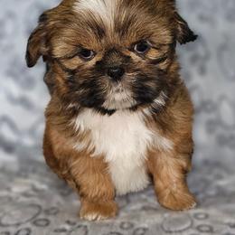 MALE 1 - Red male Shih Tzu puppy in Dixon, Illinois from Sharon's Pups