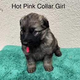 Pink Collar Girl - Sable female German Shepherd puppy in Columbus, Mississippi from Olde Wolfe German Shepherds