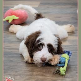 Betty - Brown and white female Cockapoo puppy in Connersville, Indiana from Deaz Doodle Ranch